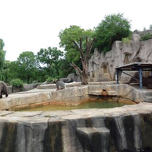 Grizzly Bear Exhibit