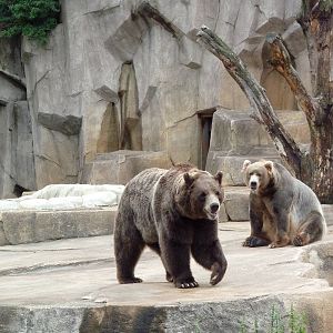 Grizzly Bears