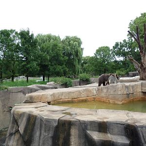 Grizzly Bear Exhibit