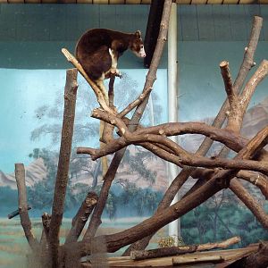 Australian Section - Matschie's Tree Kangaroo Exhibit