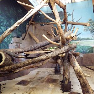 Australian Section - Matschie's Tree Kangaroo Exhibit