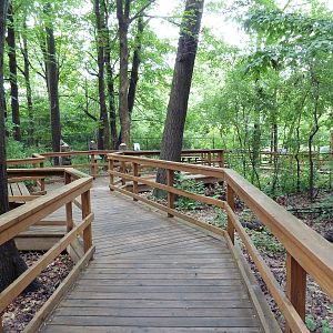 Wolf Woods - Boardwalk