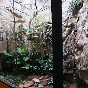 enclosure for Abronia graminea