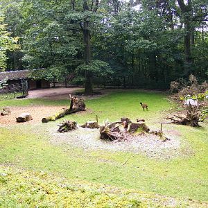 Prince Alfred Deer (Enclosure)