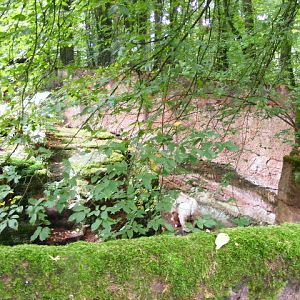 Ursus arctos syriacus