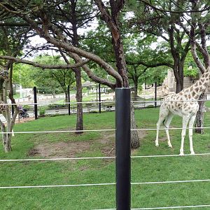 Giraffe Exhibit