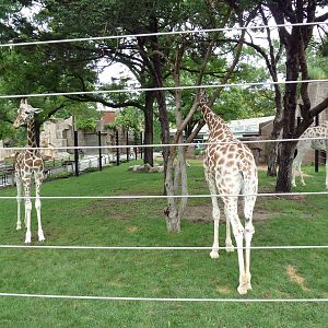 Giraffe Exhibit