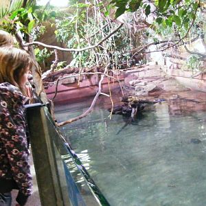 Caiman crocodilus former indoor hippo pool