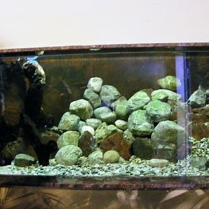 Neurergus kaiseri enclosure