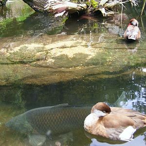 Carp in the beaver pool