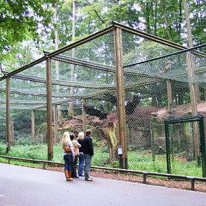 Vultur gryphus Aviary