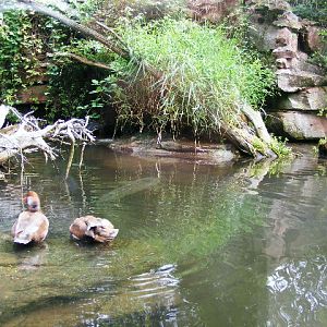 Jaws without jaws Acipenser stellatus