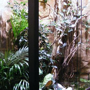 New enclosure for Polychrus marmoratus