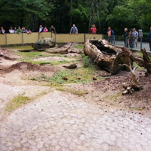 Prairie Dog enclosure (former hippo outdoor-pool)