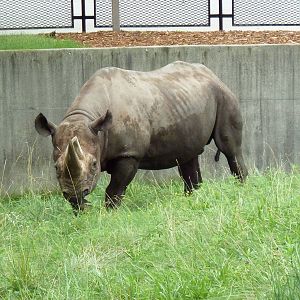 Black Rhino