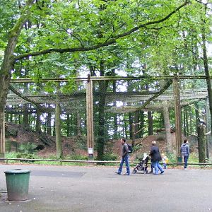 Heliaeetus pelagicus Aviary