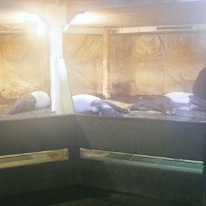 Malayan tapir indoors