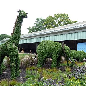 Topiary Display
