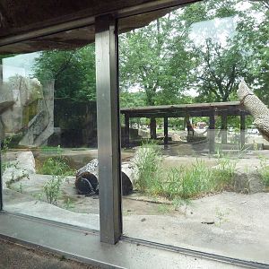 Amur Tiger Exhibit