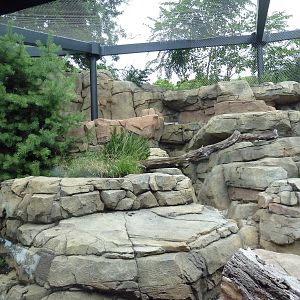 Snow Leopard Exhibit