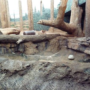 Amur Tiger Indoor Exhibit