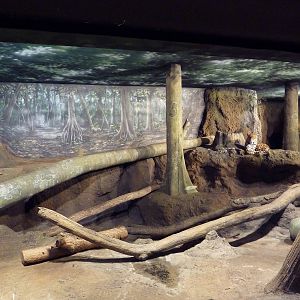 Jaguar Indoor Exhibit