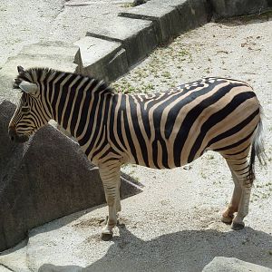 Damara Zebra