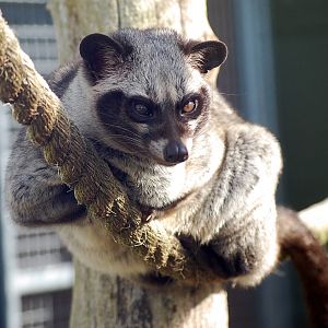 Common Palm Civet