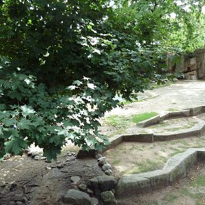 Alpaca/Baird's Tapir/King Vulture/Red-Footed Tortoise/Yellow-Footed Tortois