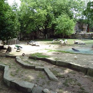 Alpaca/Baird's Tapir/King Vulture/Red-Footed Tortoise/Yellow-Footed Tortois