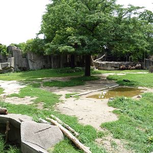 Bactrian Camel Exhibit
