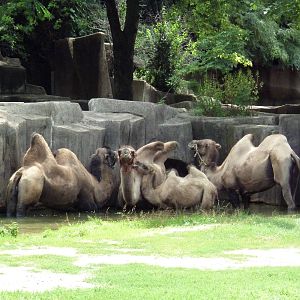Bactrian Camels