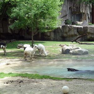 Alpaca/Baird's Tapir/King Vulture/Red-Footed Tortoise/Yellow-Footed Tortois