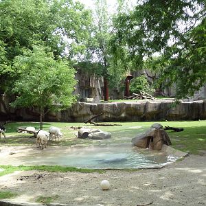 Alpaca/Baird's Tapir/King Vulture/Red-Footed Tortoise/Yellow-Footed Tortois