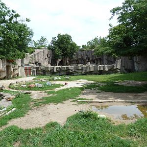 Alpaca/Baird's Tapir/King Vulture/Red-Footed Tortoise/Yellow-Footed Tortois