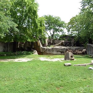 Bactrian Camel Exhibit