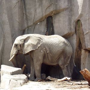 African Elephant