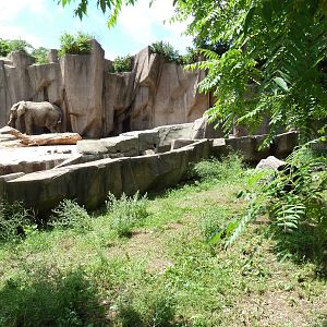 Warthog + African Elephant Exhibits