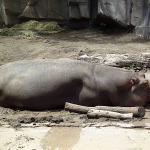 Nile Hippo