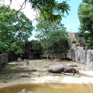 Nile Hippo Exhibit