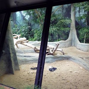 Gorilla Indoor Exhibit