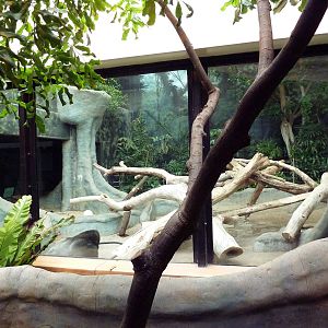 Gorilla Indoor Exhibit