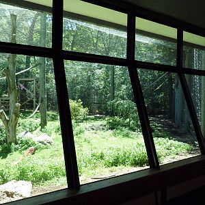 Gorilla Outdoor Exhibit