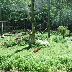 Gorilla Outdoor Exhibit