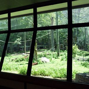 Gorilla Outdoor Exhibit