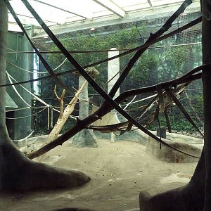 Bonobo Indoor Exhibit