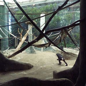Bonobo Indoor Exhibit