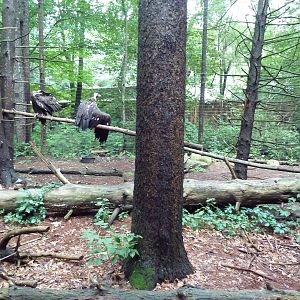 Eurasian Black Vulture Exhibit