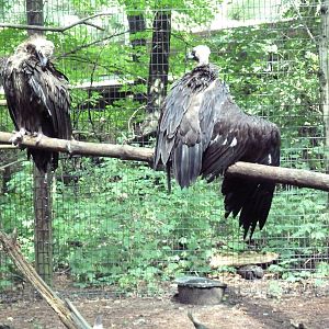 Eurasian Black Vultures