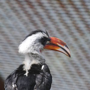 Von der Decken's hornbill